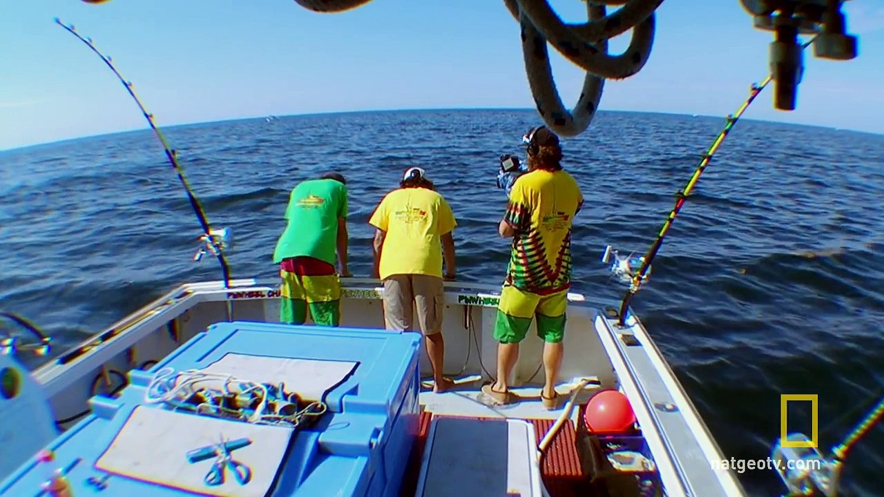 Drake Versus Sharks | Wicked Tuna