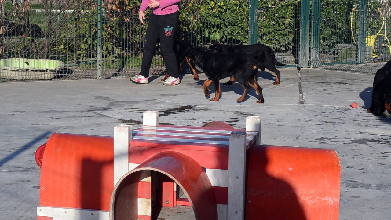 Authentiques Chiots Beaucerons Berger de Beauce Gros gabarit rustique disponibles février 2016