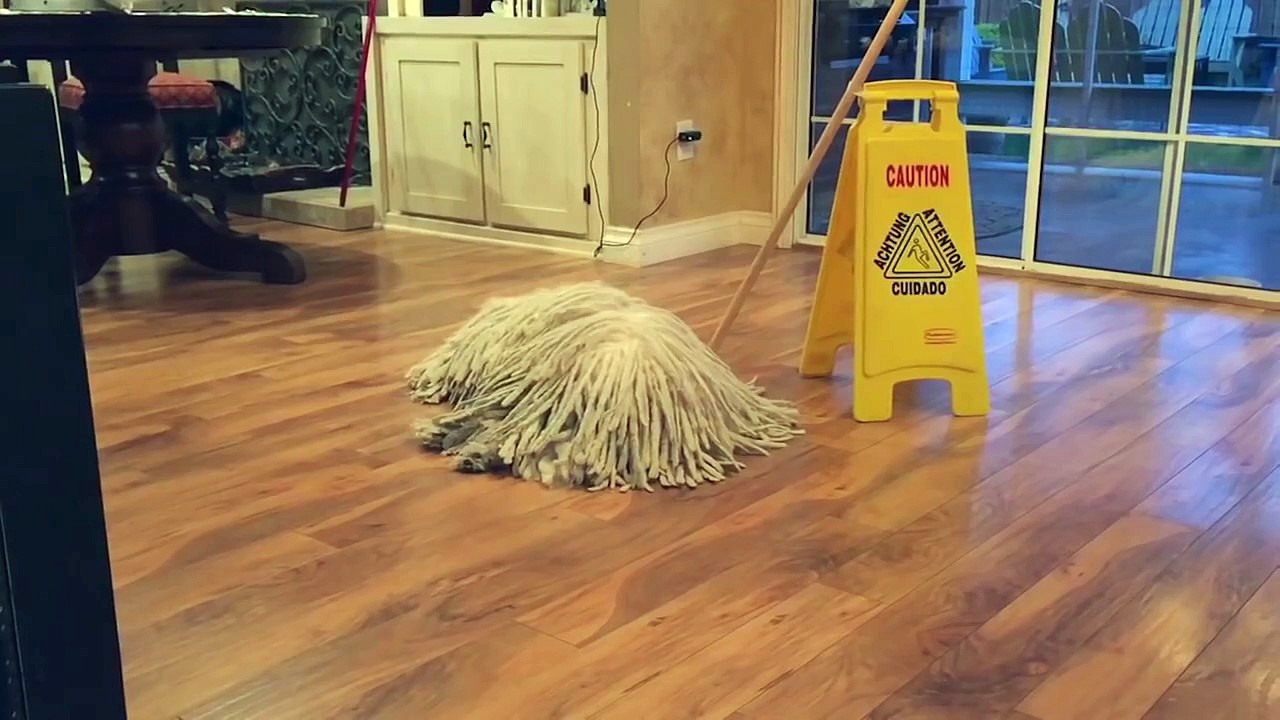 Mop Dog