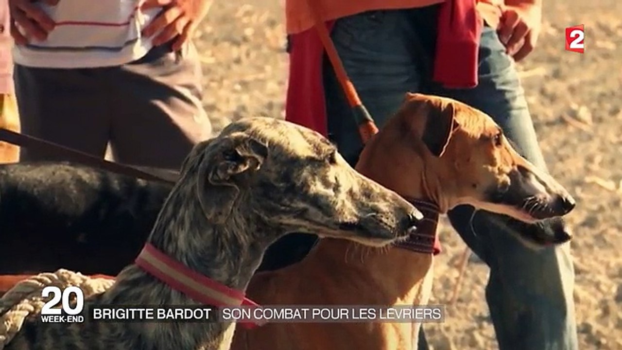 Défense des animaux : Brigitte Bardot s'indigne contre le sort réservé aux lévriers en Espagne