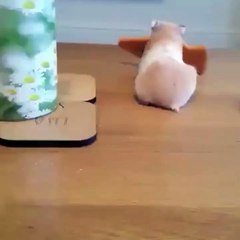 A dog steals a hamster's cookie...