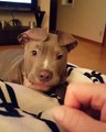 A Pit Bull puppy with floppy ears...