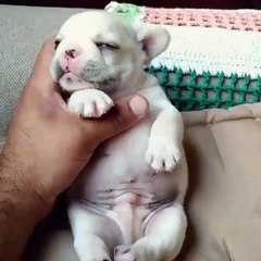 A puppy getting a head massage...