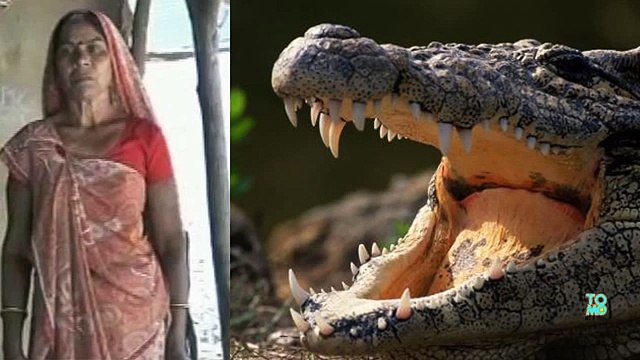 Женщина в Индии избила крокодила, чтобы спасти жизнь дочери