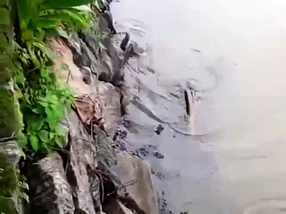 Leopard vs. Eagle vs. Lion vs. Hyena