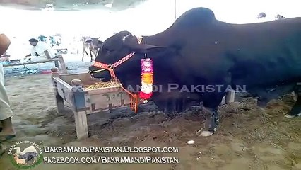 Скачать видео: Most Beautiful and Heavyweight Cow in Sohrab Goth Bakra Mandi