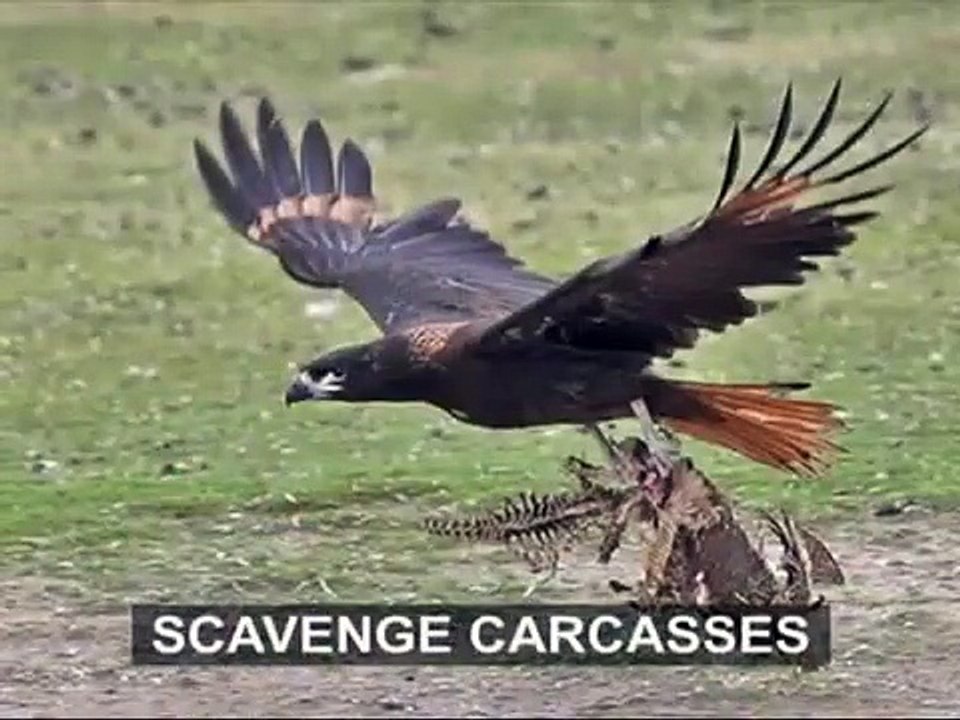 Biomes - Deserts and Semi Deserts - Part 2 Full animated cartoon movie hindi dubbed movies