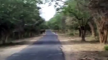 WhatsApp Funniest Indian Videos