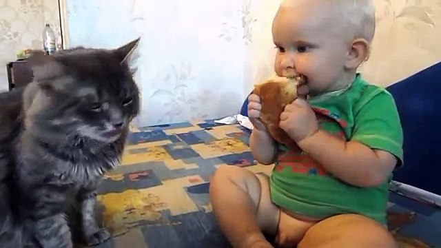 Кошки и коты В доме и на улице