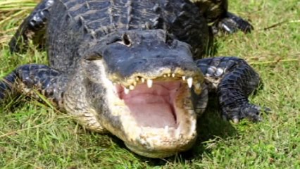 Top 5 Most Terrifying Animal Sounds-impressive