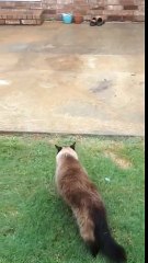 Epic Cat Door Fail [ORIGINAL; Part 1 ]