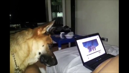 FUNNIEST GERMAN SHEPHERDS EVER