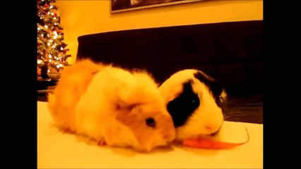 FUNNIEST GUINEA PIGS EVER