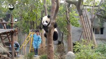 Keeper dad tries to get panda cub to go home (part 3)