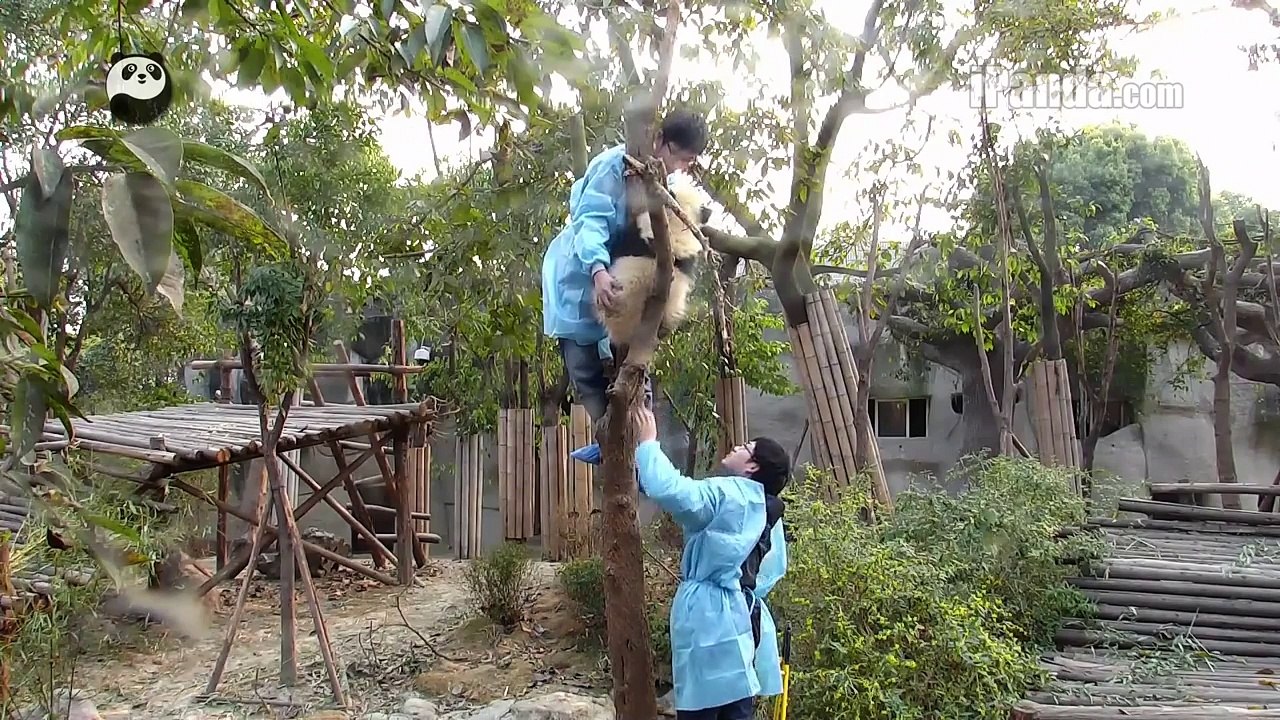 Keeper dad tries to get panda cub to go home (part 4)