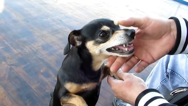 Очень злой пес