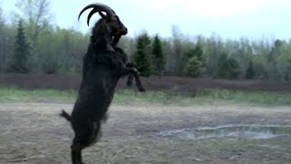 THE WITCH Official Trailer - Peek A Boo (2016) Horror Movie HD