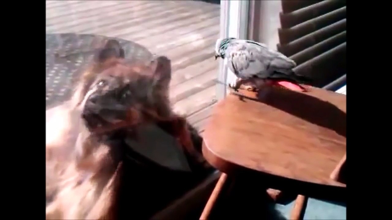 FUNNIEST PARROTS EVER
