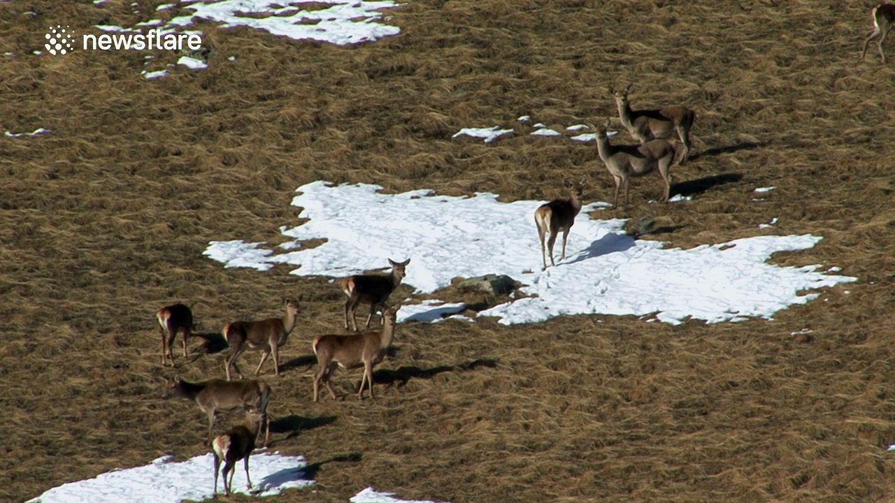 Nice footage of a herd of deer grazing in the Alps