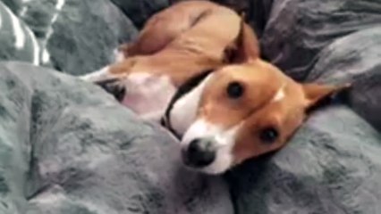 Ce chien ne veut pas se lever du fauteuil!