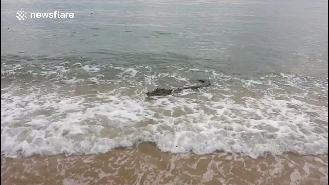Saltwater crocodile invades Australian beach