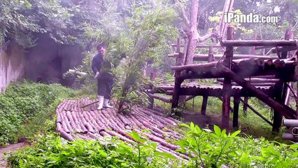Panda Cubs' Life with Zookeepers