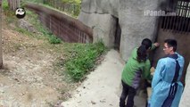 Panda cubs playing with keepers (part 3)