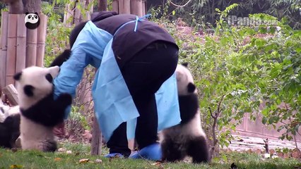 Panda cubs won't let keeper mom go