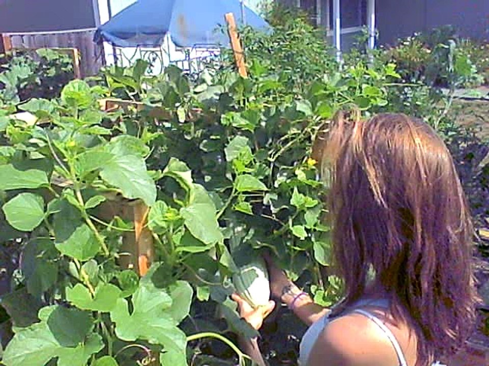 nova in the garden -