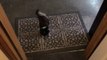Un chien très bien dressé essuie ses pattes sur le tapis d'entrée