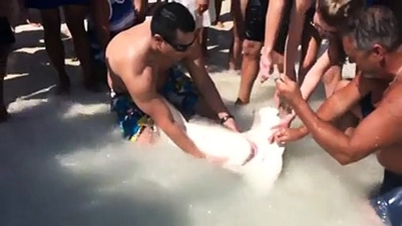 Sahile Çektikleri Çekiç Kafalı Köpekbalığına Bakın Ne Yaptıl