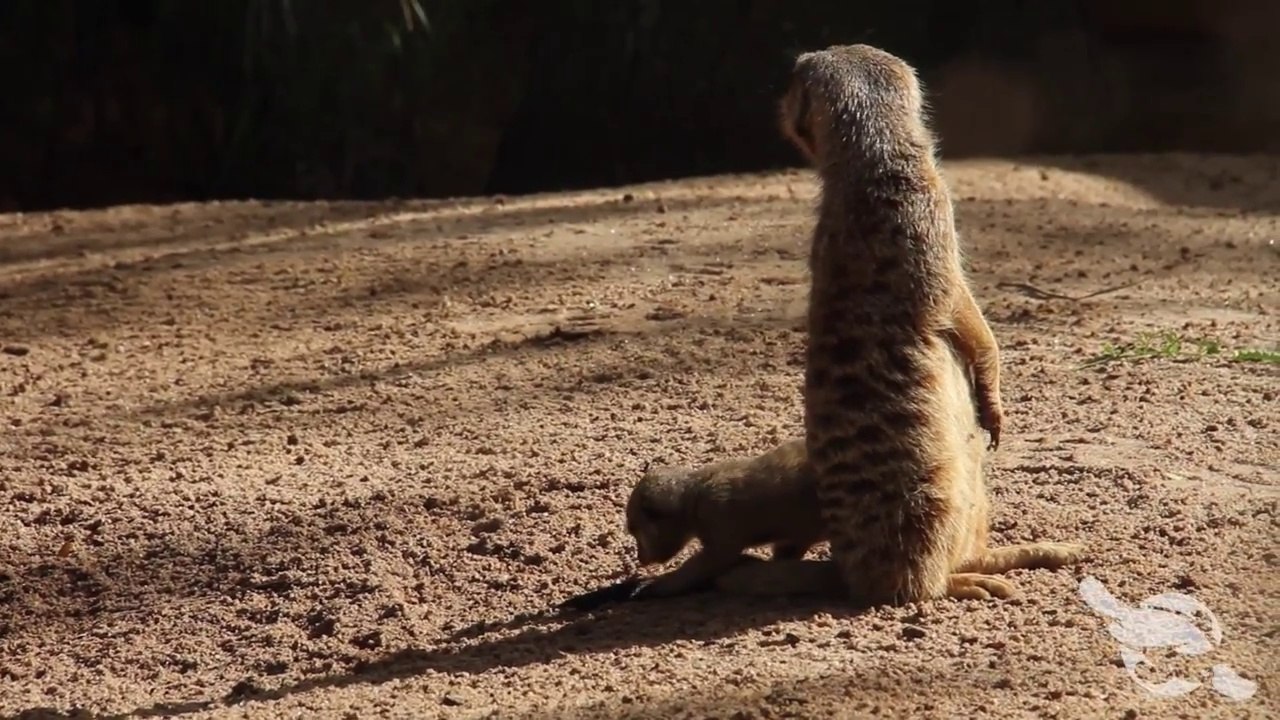 Premiers pas de bébés suricates