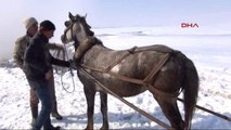 Bitlis Dondurucu Soğukta Hayvanlarla Birlikte Kaplıca Keyfi