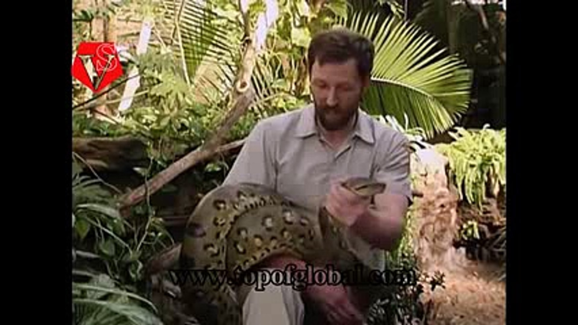 Snake vs Crocodile Snake Wins ( Snake Attacks Crocodile )
