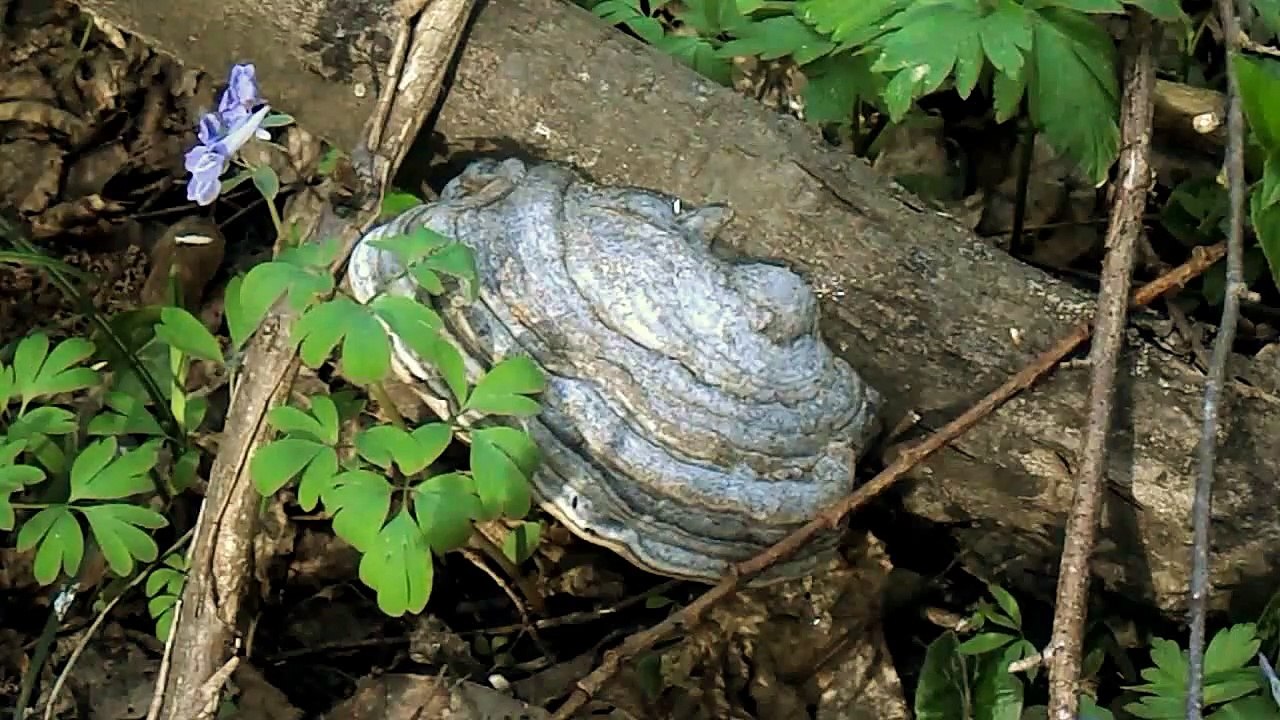 Гриб чага - народная медицина, лечение болезней