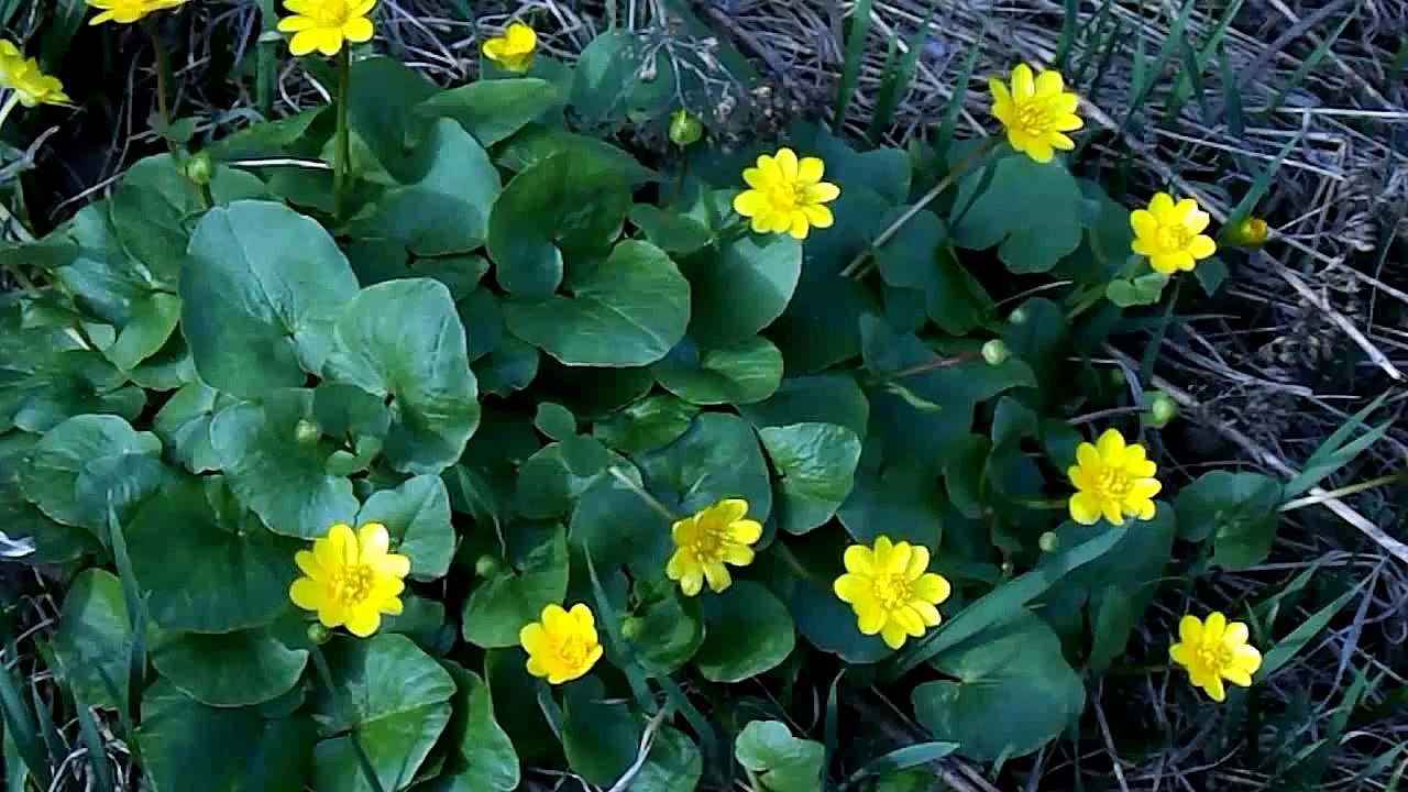 Калу́жница боло́тная (лат. Cáltha palústris)