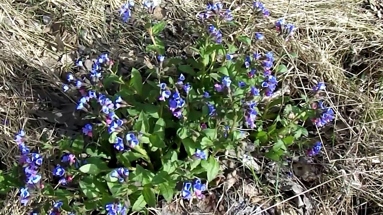 Медуни́ца (лат. Pulmonária) - Лекарственные растения