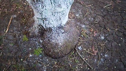 Странный нарост на дереве угроза радиации