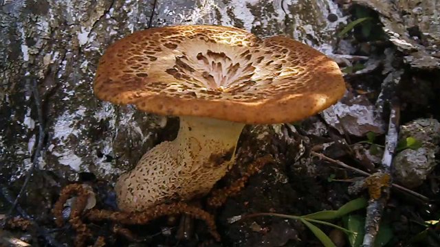 Трутовик гриб условно съедобный