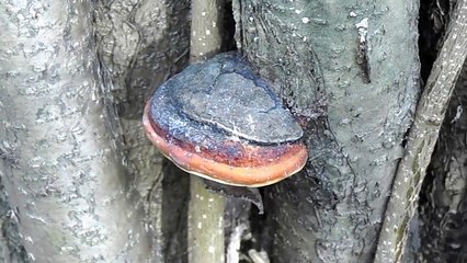 Трутовик лиственничный (Fomitopsis officinalis) от ожирения