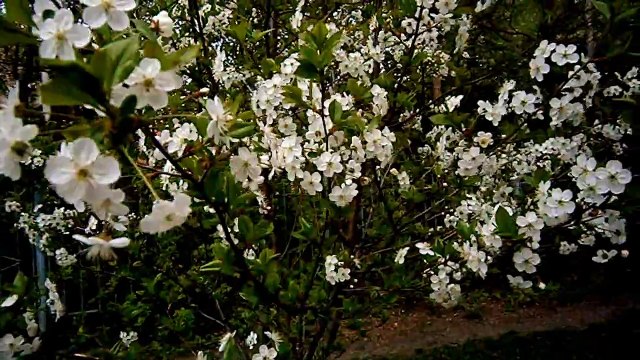 Цветущая вишня в моём саду красота