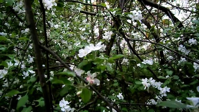 Цветущая яблоня - весна, лето, дача, огород