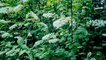 Черёмуха Padus avium Mil лекарственное растение