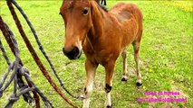 Funny horses,Cavalo nova,filly and the halter,funny, baby horses,面白い馬,马匹,Pferd