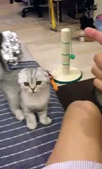 Imaginary Bullet Kills Kitten