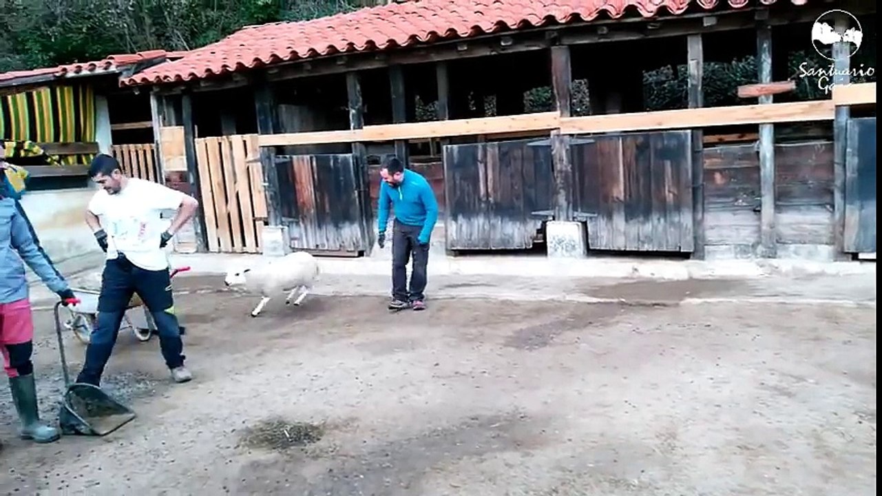 Jugando con una corderita