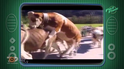 Fiks Fare, 4 Shkurt 2016, Pjesa 3 - Investigative Satirical Show