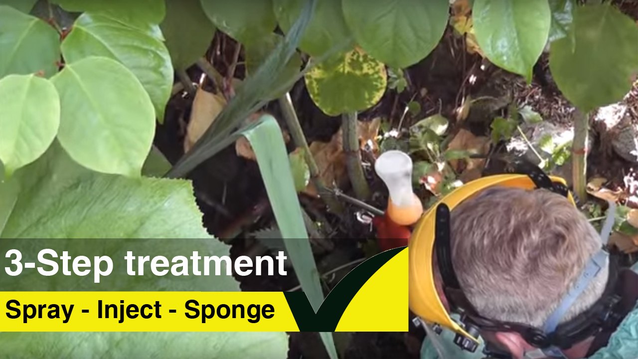 3-Step Herbicide Japanese Knotweed Treatment