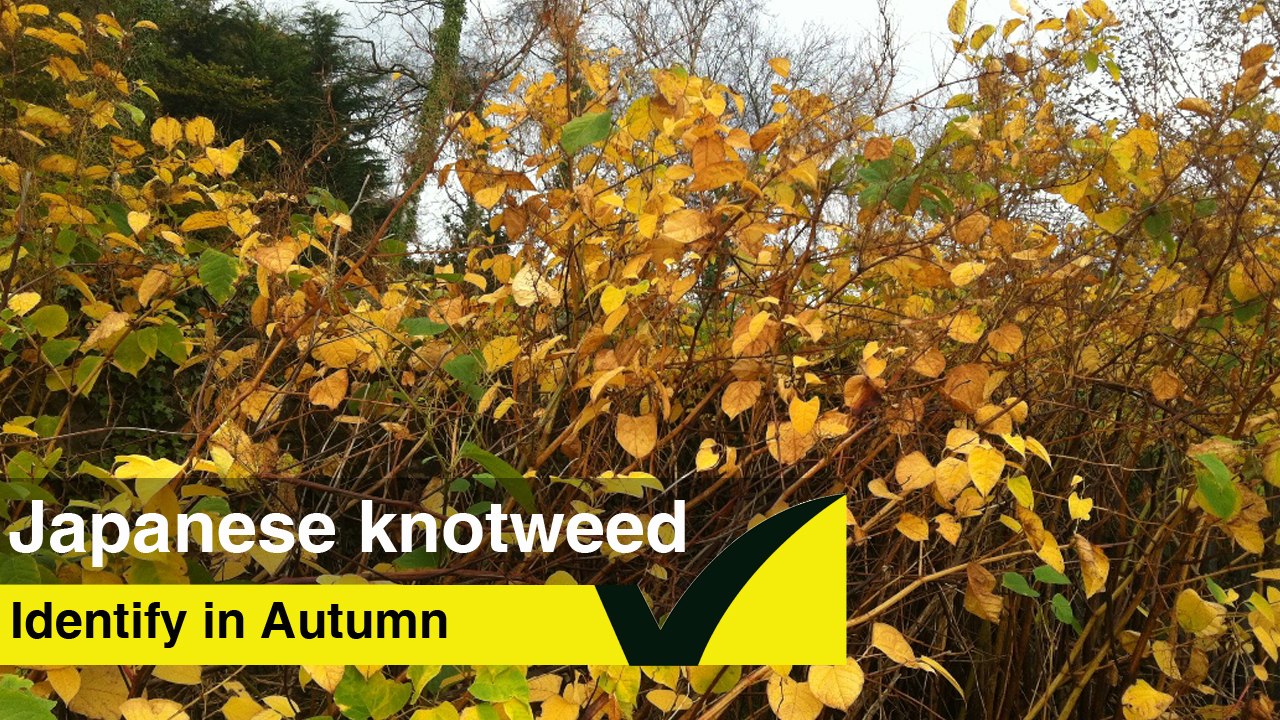 How to Identify Japanese Knotweed in the Autumn