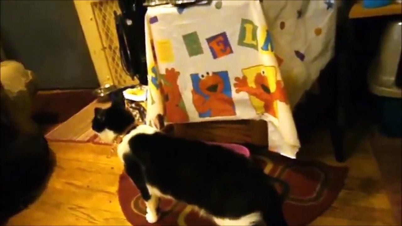 Very Funny Cats 2